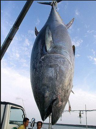 蓝鳍金枪鱼摄影作品图片