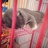 猫橡皮