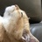 禅猫