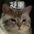 超级凶的猫