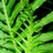 Fern