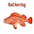 红鲱鱼