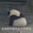 SY_Jessica