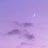 Purple  moon