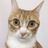 猫猫君