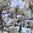 小师叔