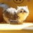 Shinekitty