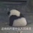 马龙的小娇妻