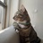 猫二车娜姆