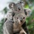 考拉🐨