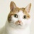 努力思考大肥猫