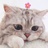 猫爪一定在上