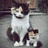 猫总家的