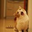 嗨 simon