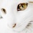 猫阿懒