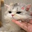 Cattiva