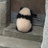 张不软