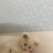 梅奇