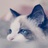 May_choco