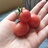 奇妙番茄小🍅