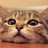 迷茫的猫