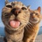 撸橘猫的人