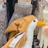 春酒
