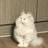 喵了个咪୧⍤⃝🐈