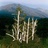 Landsoftly