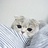 老猫
