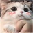 阿言的猫