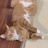 猫咪3277