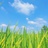 蠢人别来