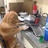 爱洗碗的小狗