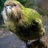 Kakapo