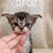 Cupcat德文卷毛