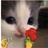 嘉靖（修仙中