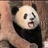樱桃心心粒