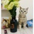 懒惰的猫