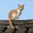 屋顶上的猫