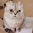 EMO的小猫咪