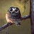 lili_chouchou