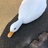 开心鸭