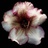 lily00