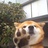 伤心猪大肠