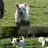 holly