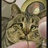 笨鸟先疯