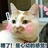 会飞的猫