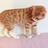 爱乐猫