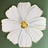 my flower